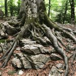 Recuperemos la unidad con la Naturaleza