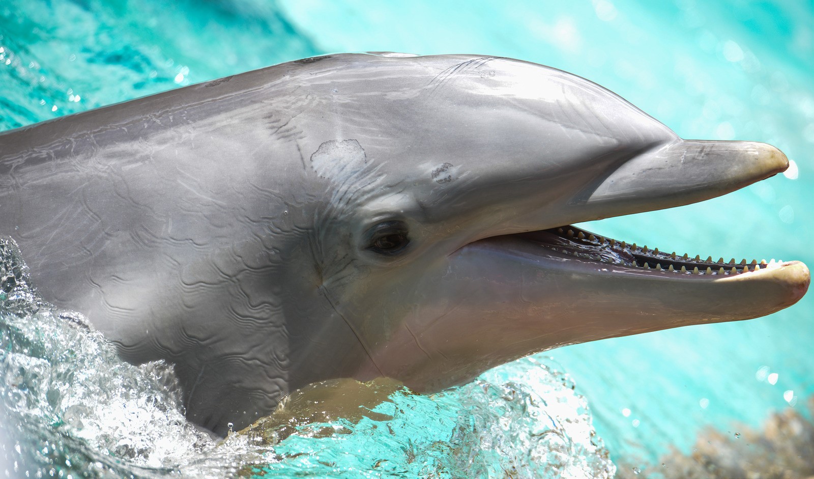 Cuanto Aguanta Un Delfin Bajo El Agua